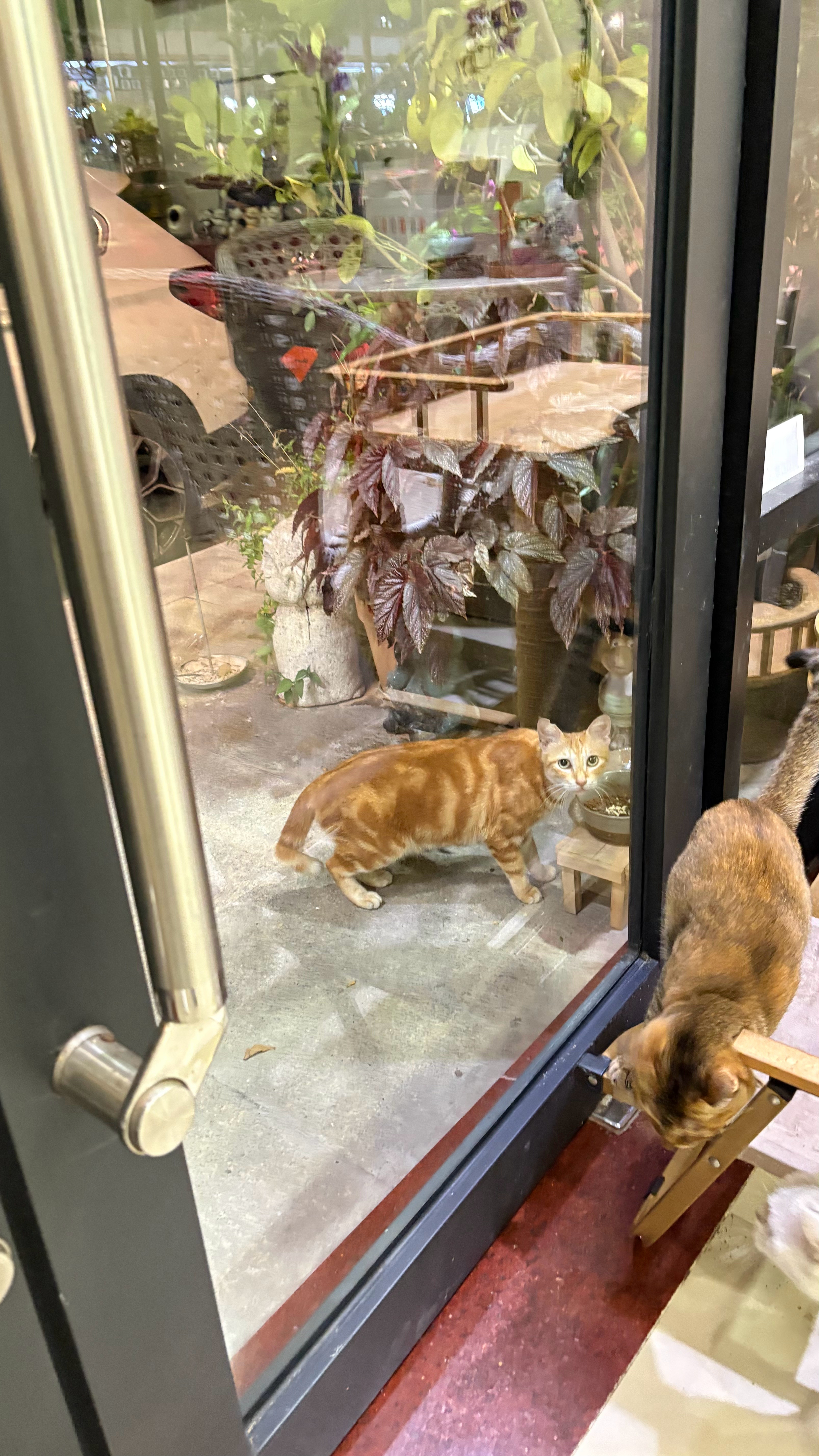 有没有朋友想虎皮卷的？！她过来吃宵夜了。。。流浪猫 深圳