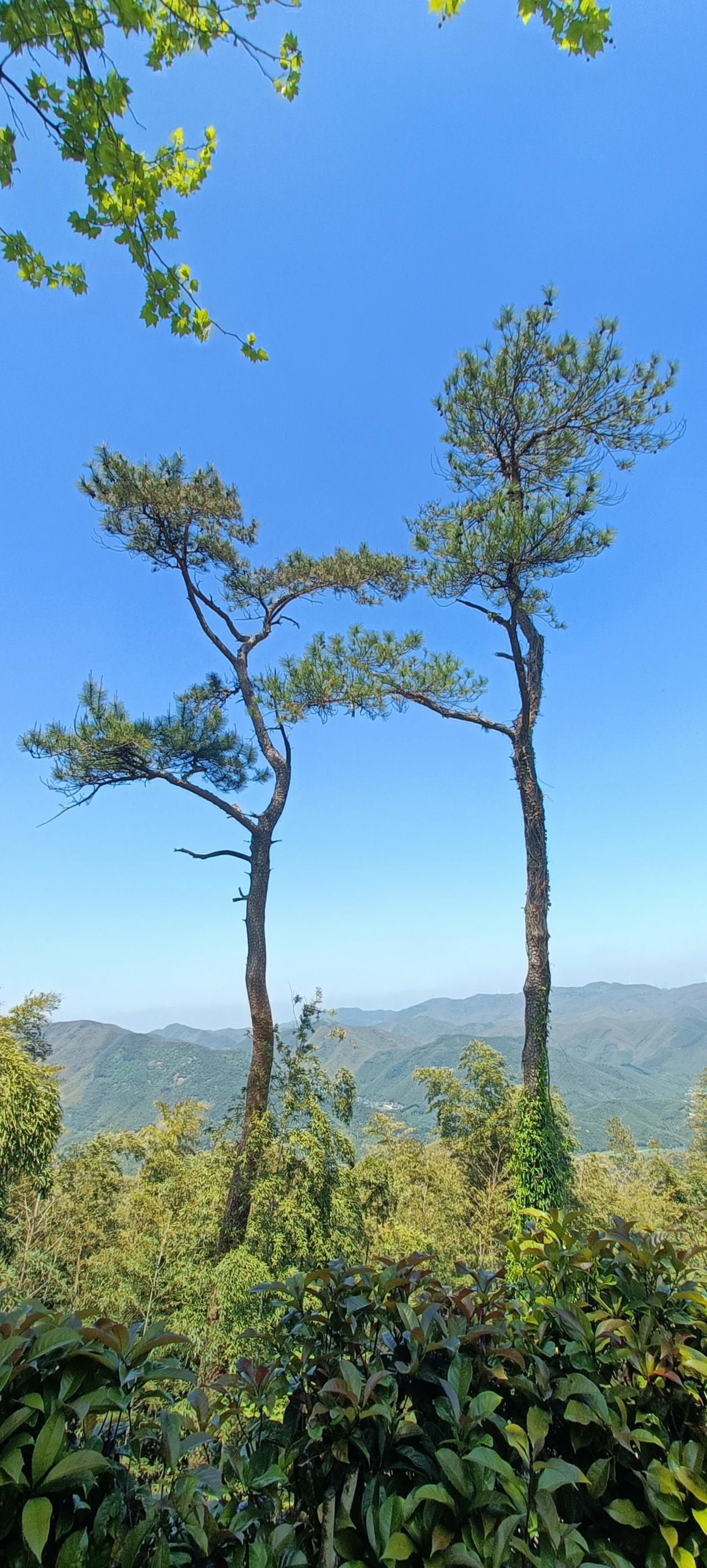 “山间两棵树，静享自然美”🌳🍃
上联:高山树斜影，
下联:清风云自闲。