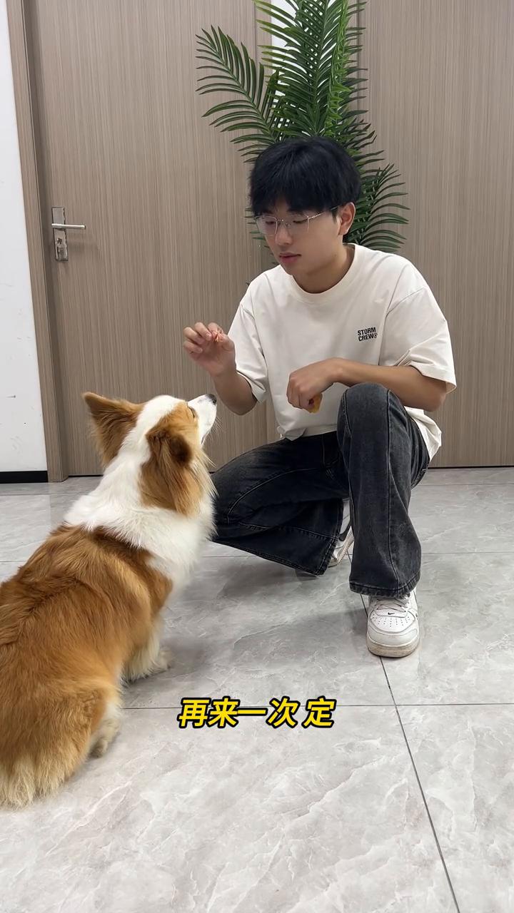 新手养狗必学之定住。
今天我们来学习定小狗狗的定。你家小狗是不是遇见手上的零食就