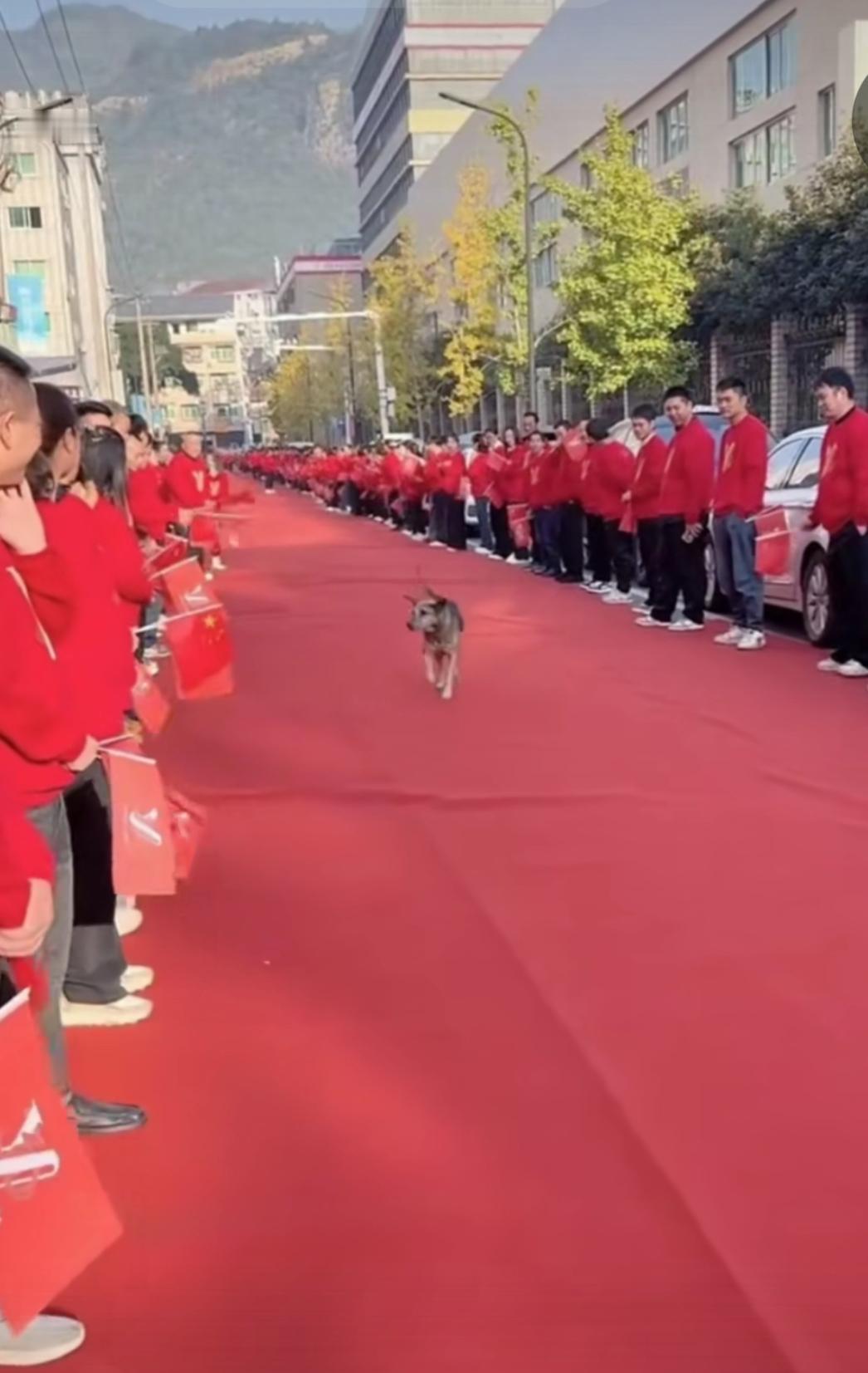 活动现场的工作人员干嘛不赶紧把狗子赶跑，贵宾来了看到多不好！这画面挺让人尴尬的。