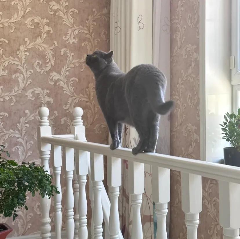 这种程度可以去参加奥运会吗
平衡木练到这种程度可以去参加奥运会拿金牌吗虽然是英国