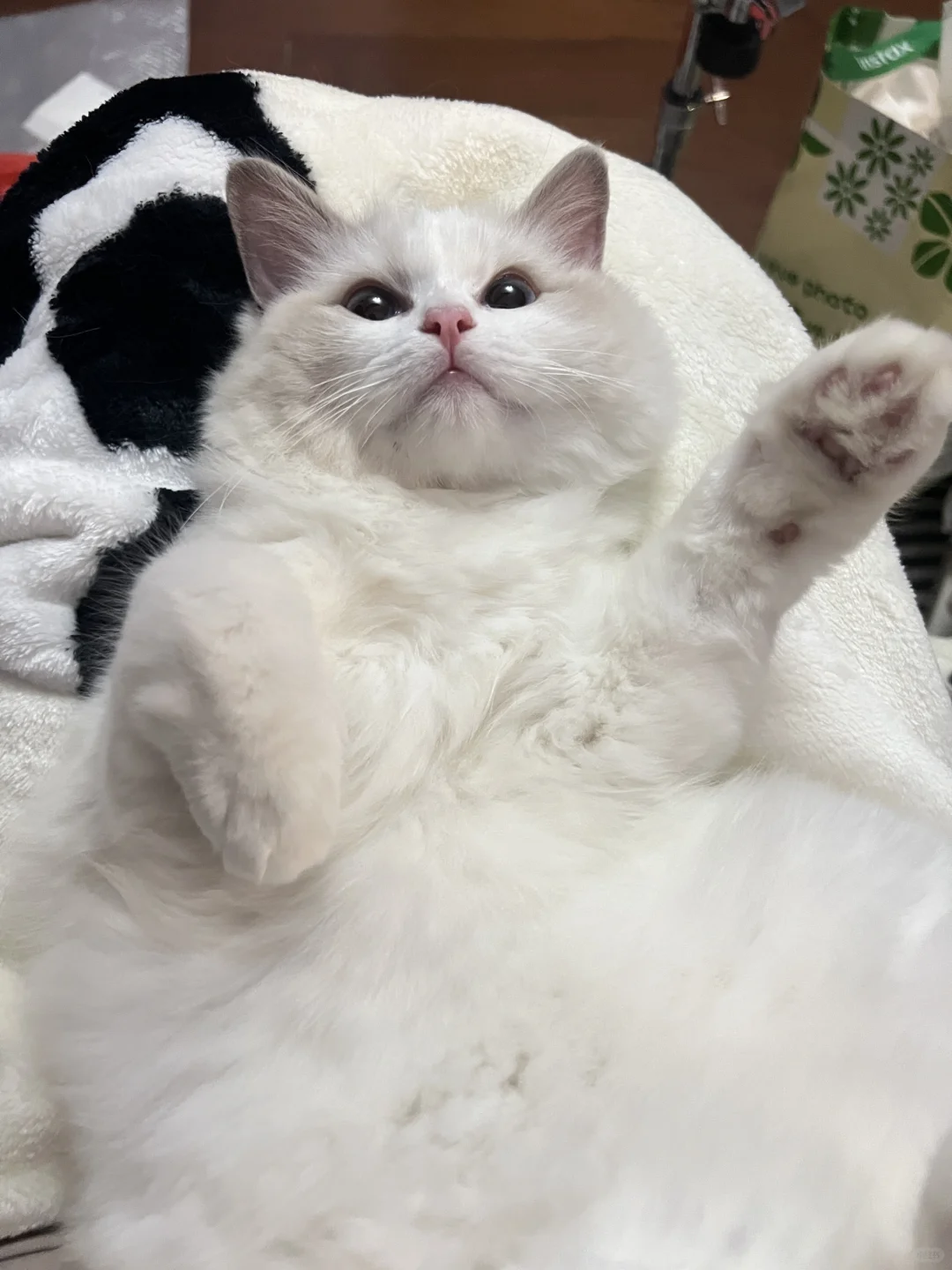 长毛猫毛发好不好，不看背部看腹部!!