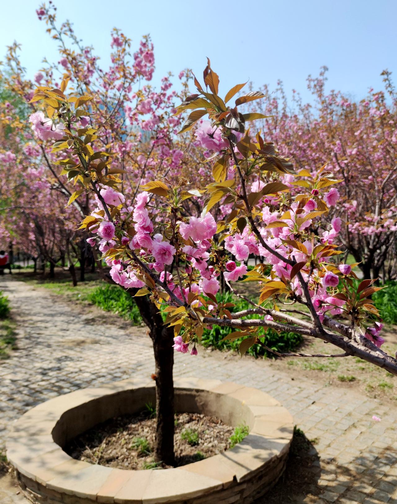 沈阳的樱花也美丽
   五一节打卡位于沈阳浑南的，长白岛森林公园，园内的樱花园中