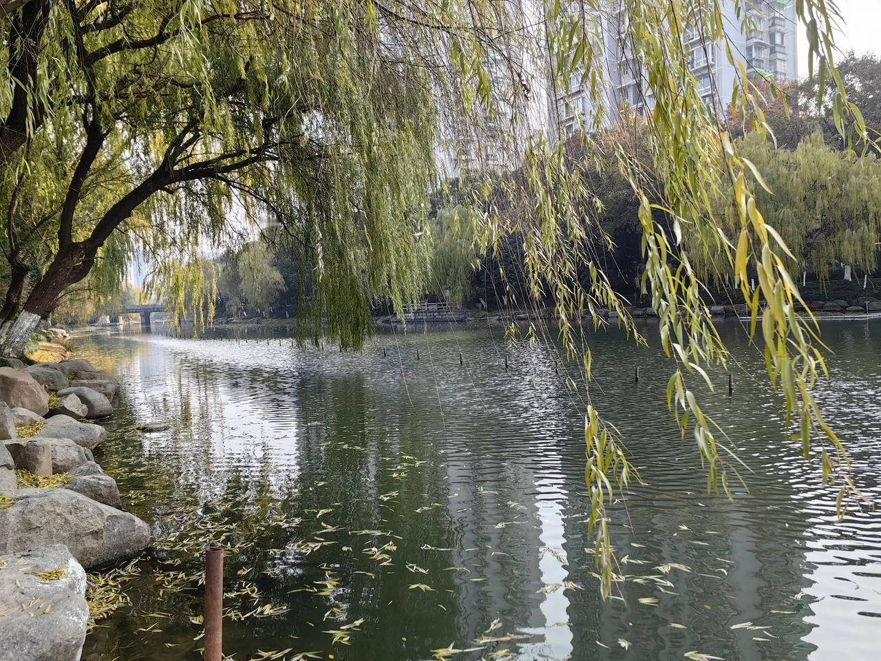 即景寄情
发小跨年三墩聚
樟林盛宴朋欢嬉
闲来淡看一二景
白云苍狗皆冬丽