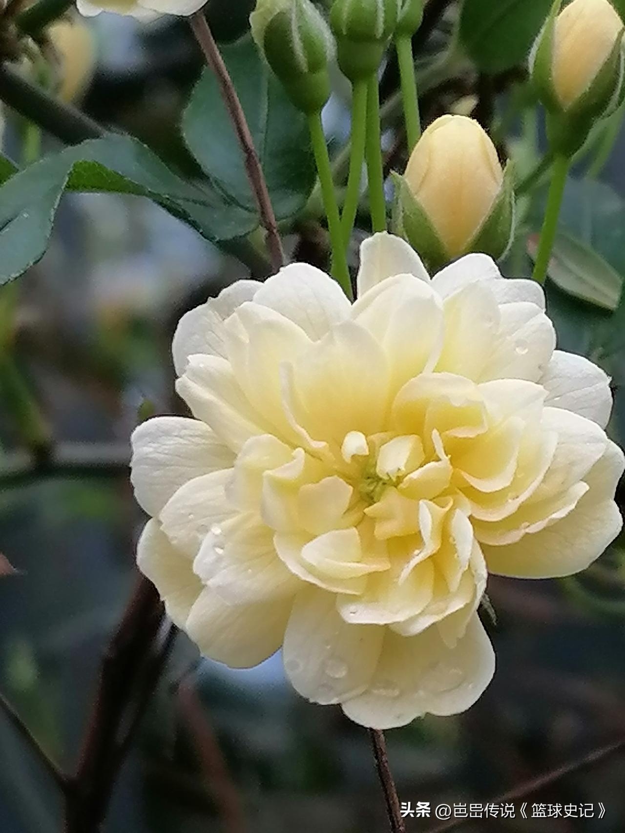 分享一张你相册的拍的花