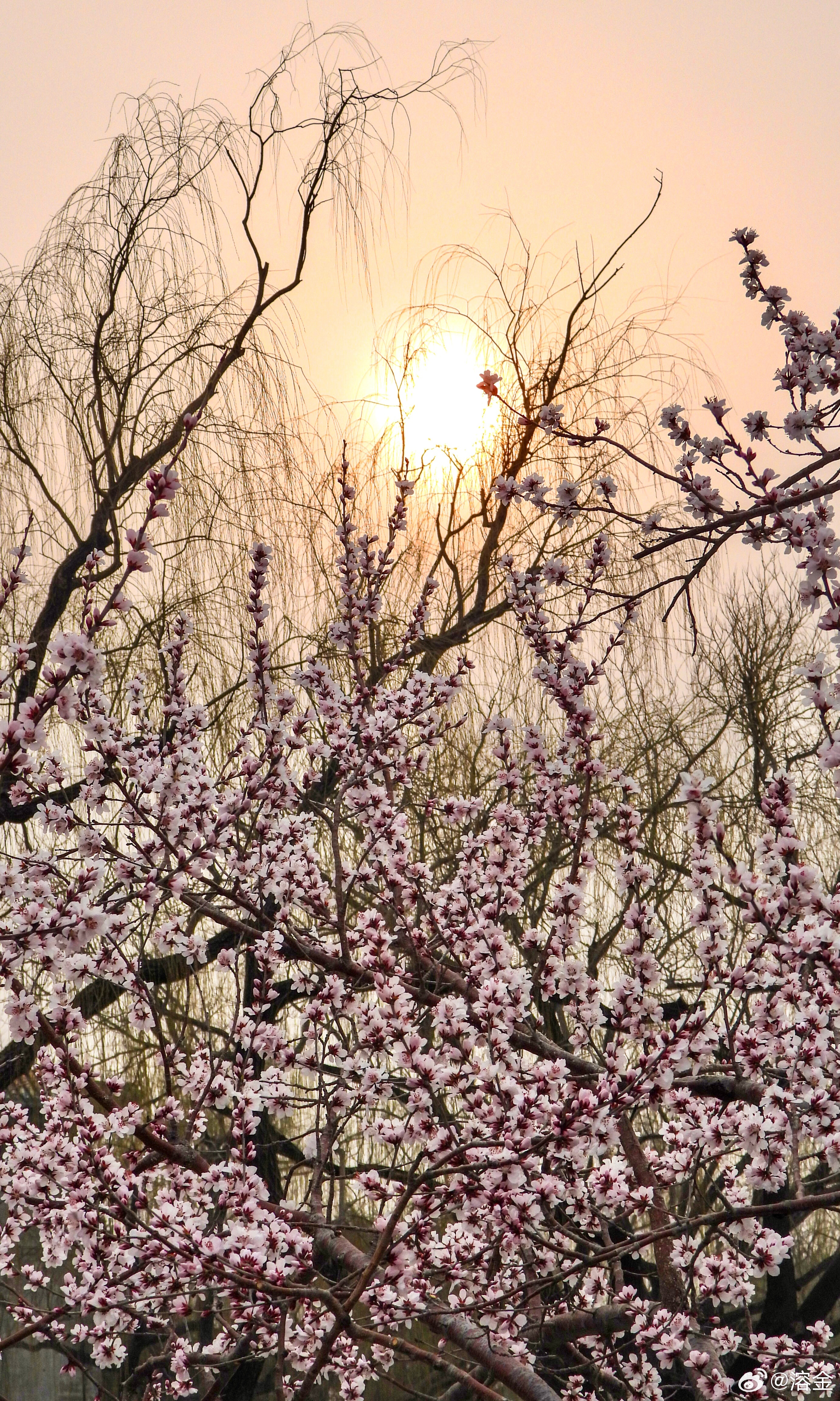 【颐和园 】湖烟笼晓寒，桃萼破春阑。枝蘸清波软，花浮素霭宽。舟移云影碎，风动暗香