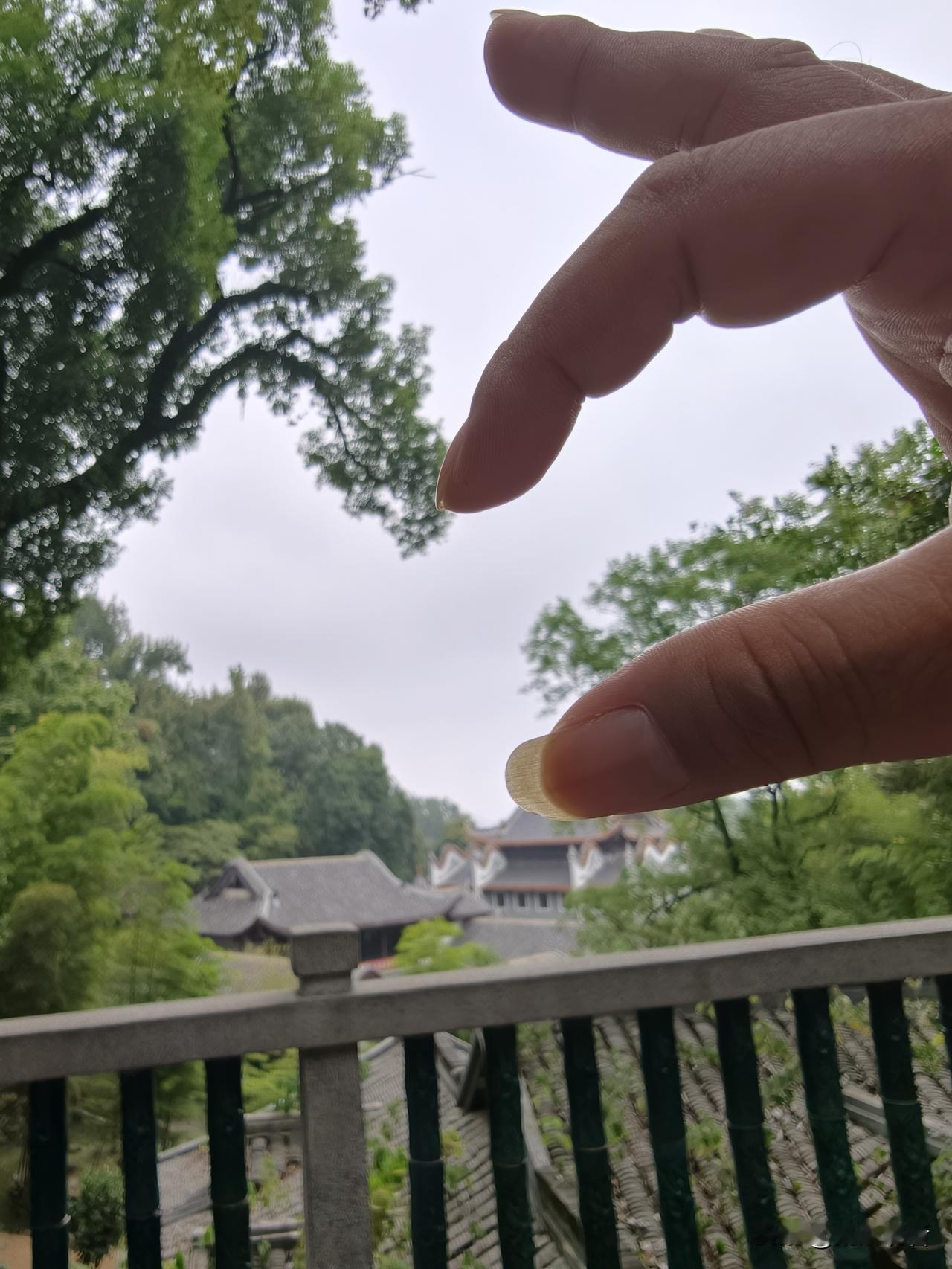 长沙岳麓山藏着一棵浪漫的网红爱心手势树🫶

就在岳麓书院西门边上，不用爬山，南