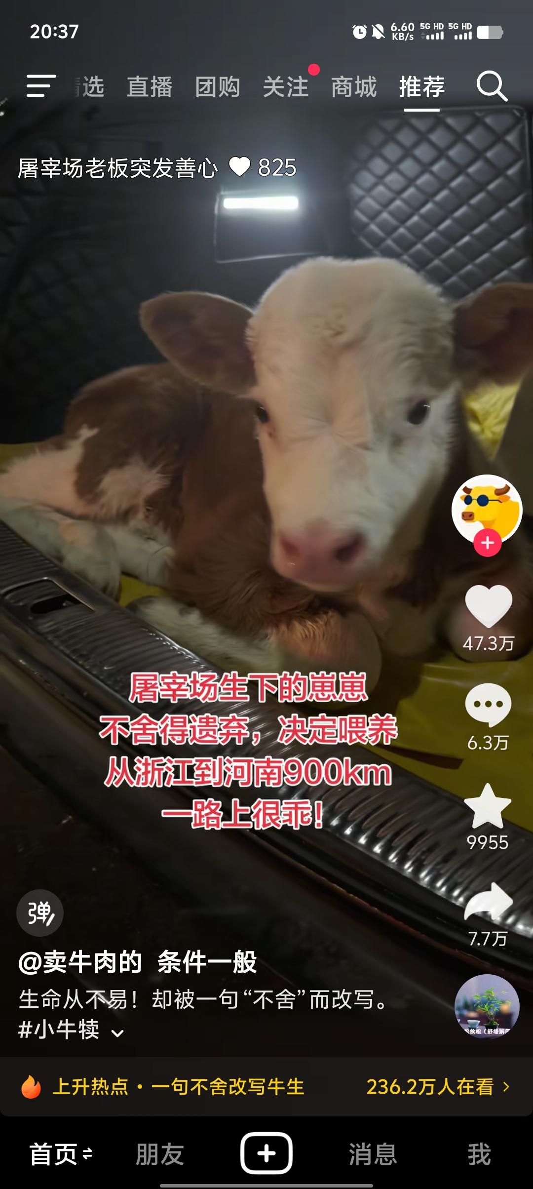 屠宰场生下的崽崽
不舍得遗弃，决定喂养
从浙江到河南900km
一路上很乖!
