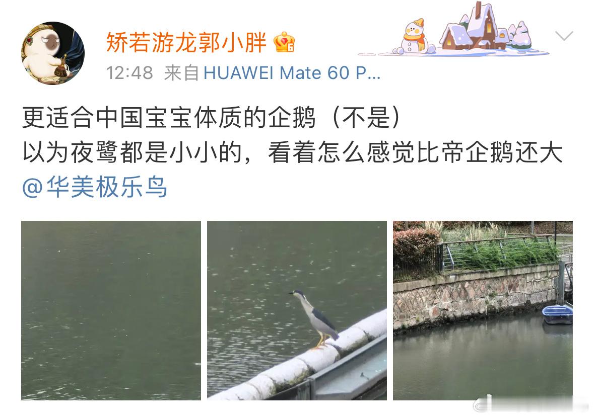 笑死 更适合中国宝宝的夜鹭哈哈哈哈脖子可长可短 ​​​