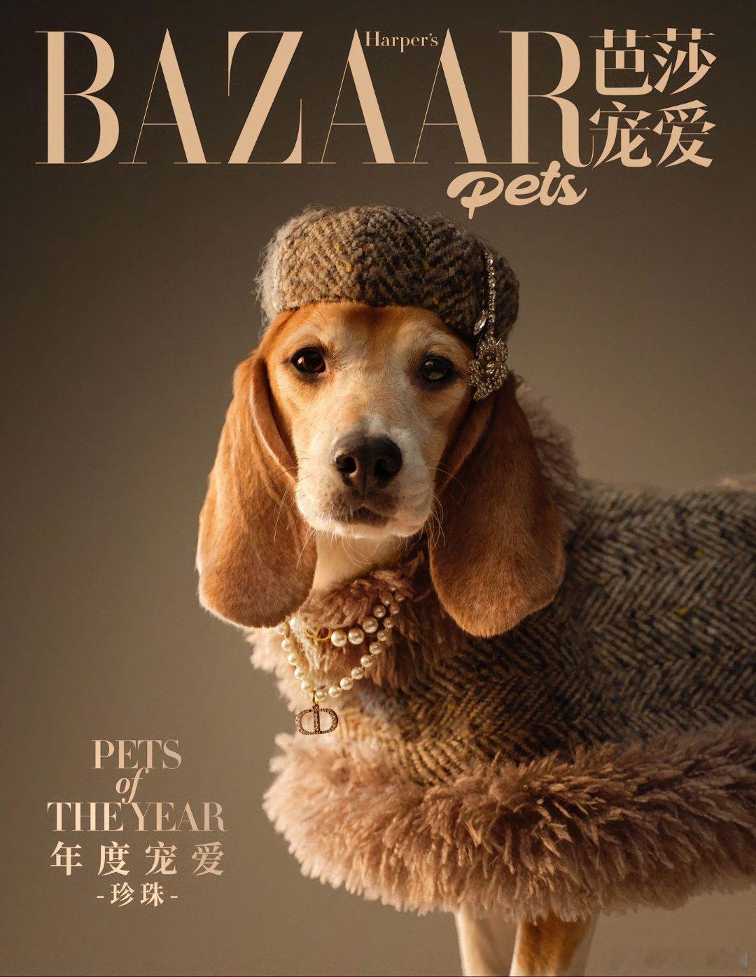 杜江霍思燕的珍珠获奖了 杜江霍思燕的珍珠获奖了，曾是实验犬的珍珠学会了撒娇卖萌学