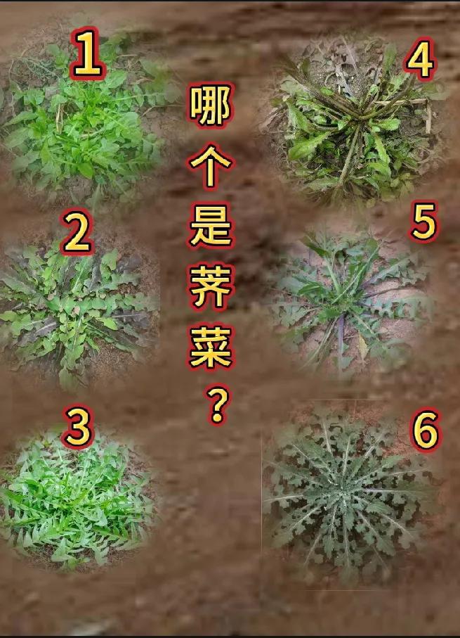 这么多野草到底哪个是荠菜？
   今天大嫂和小姑子从县城里都回来了，婆婆就让我一