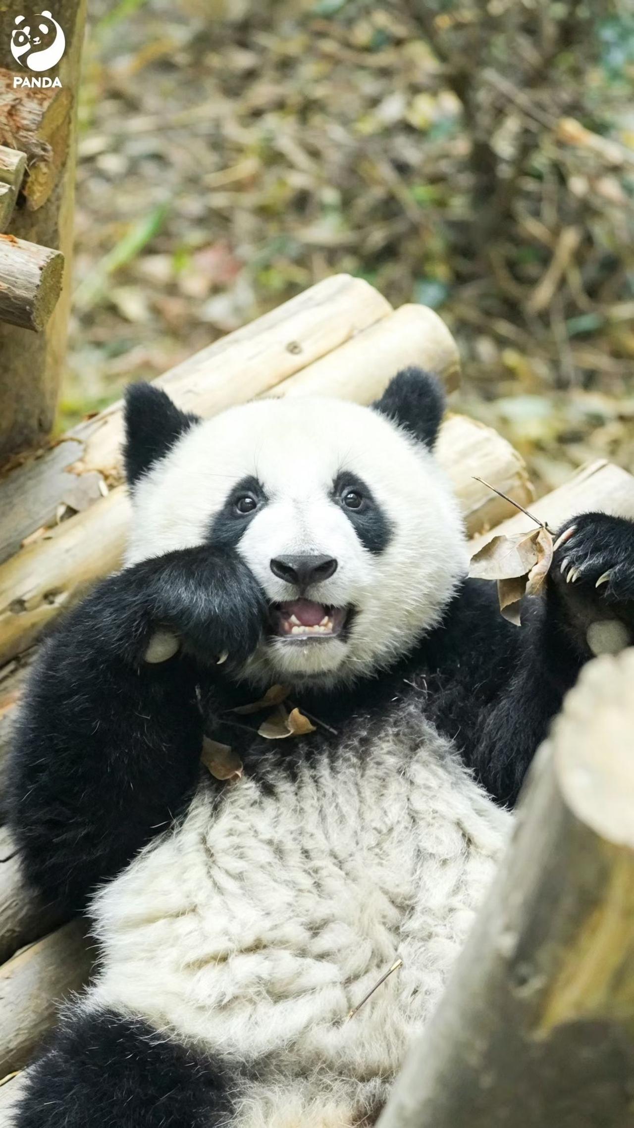 晒图笔记大赛 这只大熊猫正在啃竹子呢。