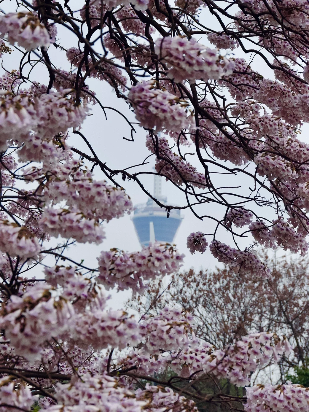 成都地铁口 浪漫爆表的桐花错过再等一年❗️