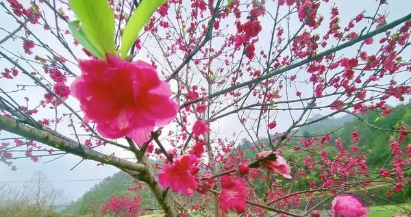 杭州|休宁县：烟雨桃花分外娇