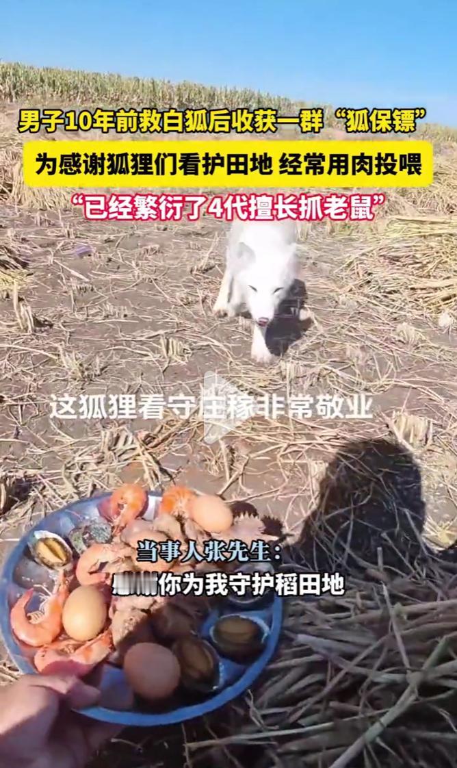 你救我一命，我谢你几世，现实版的“人狐情未了”。

这事儿真稀奇，把锐见看呆了。