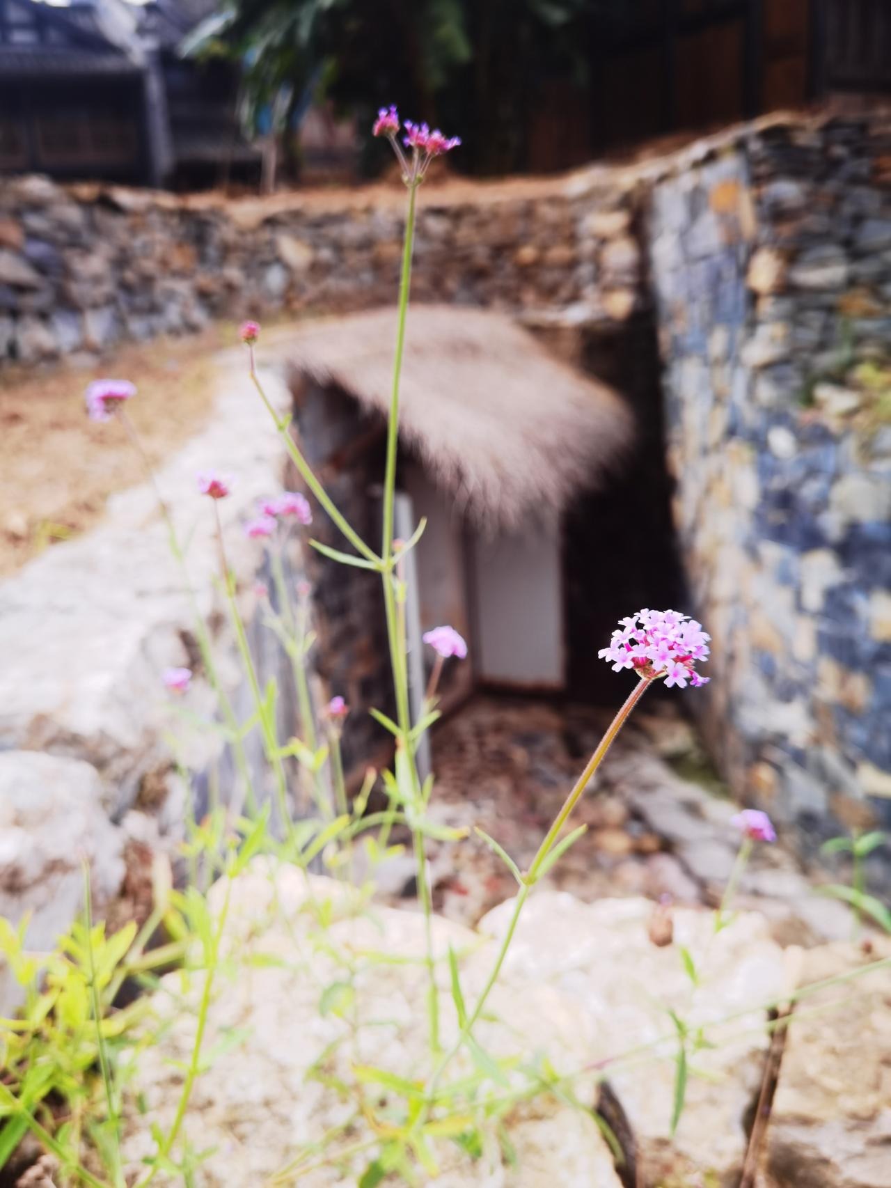 破旧小屋前
长着几株草
草顶几朵花
周边无水源
小草生长难
素花不咋艳
困境求生