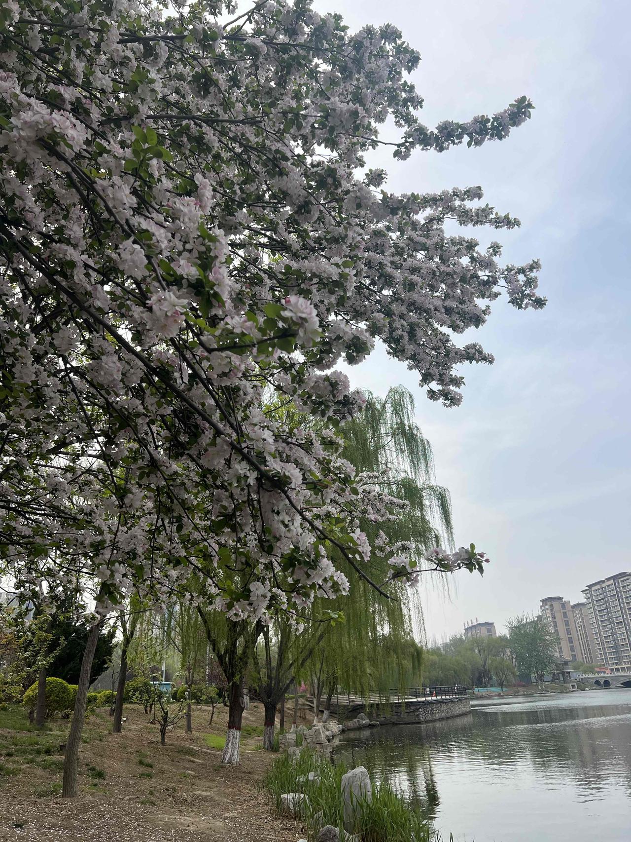 路过看到河边的海棠花都开了，居然这么漂亮，真的让人看了心情都变好了，真是大自然的