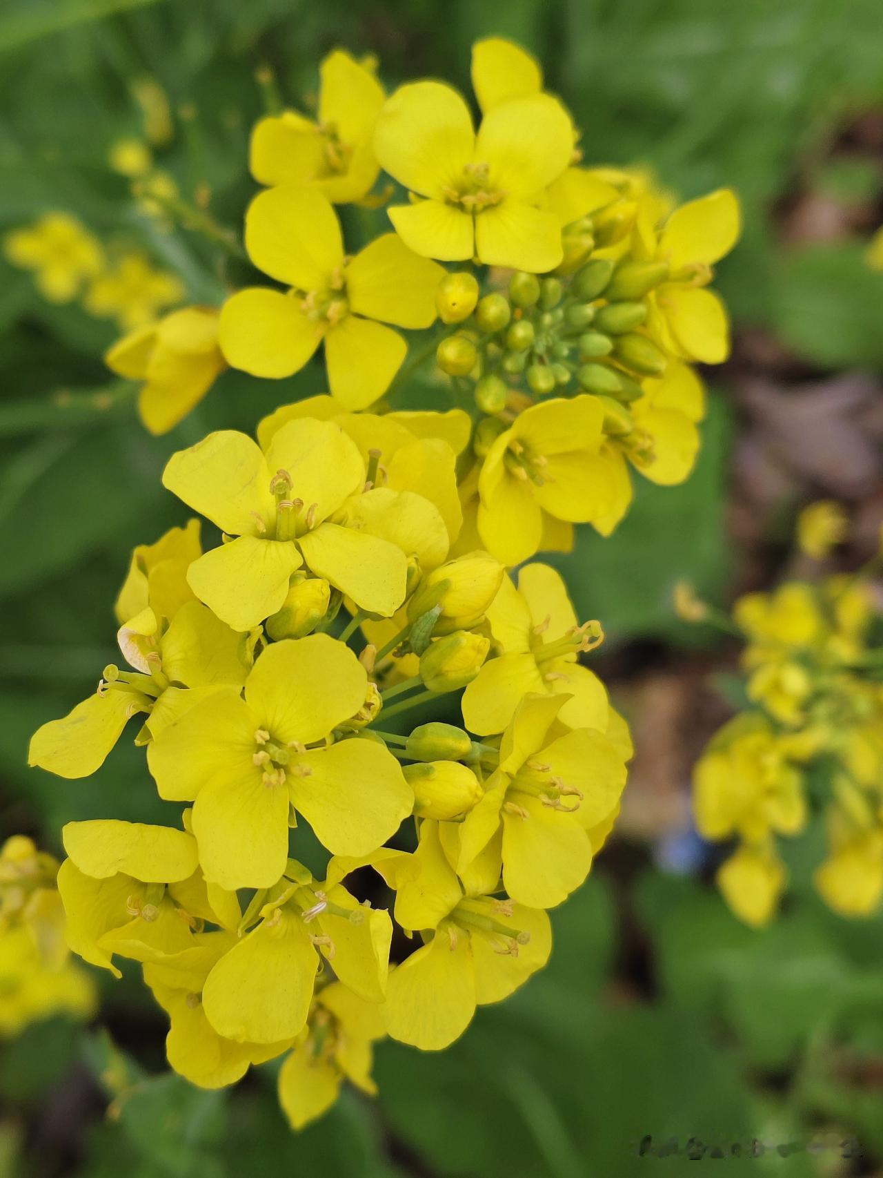 是否有一瞬间的可怜？
今天和一好姐妹相约去踏青，我们一起来到以前挖荠菜的地方。