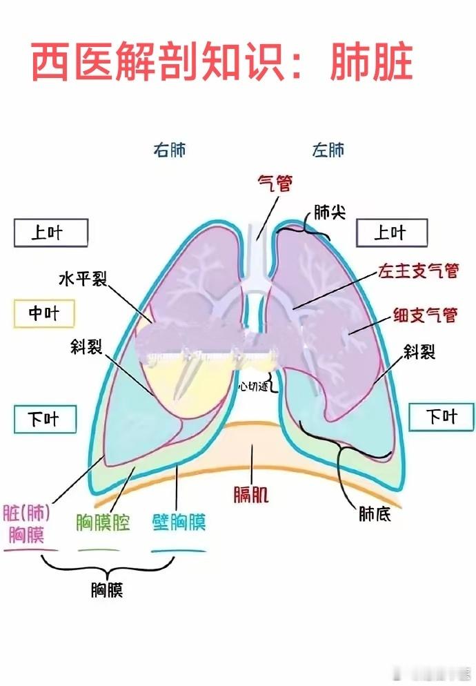 西医解剖知识；一图看懂-肺脏； 