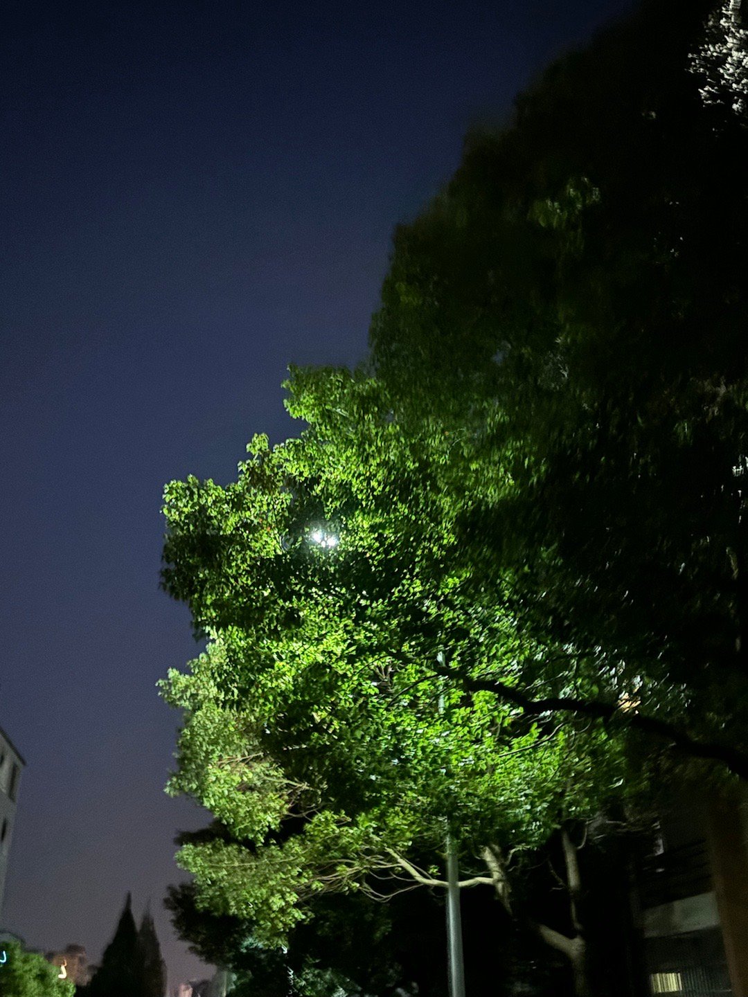 生活手记[超话]   树叶像点缀在灯下的星星 