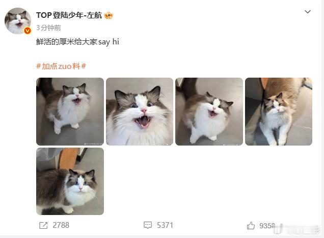 左航拍的小猫厚米左航镜头下的小猫厚米 小猫厚米好可爱，左航拍得好萌 ​​​