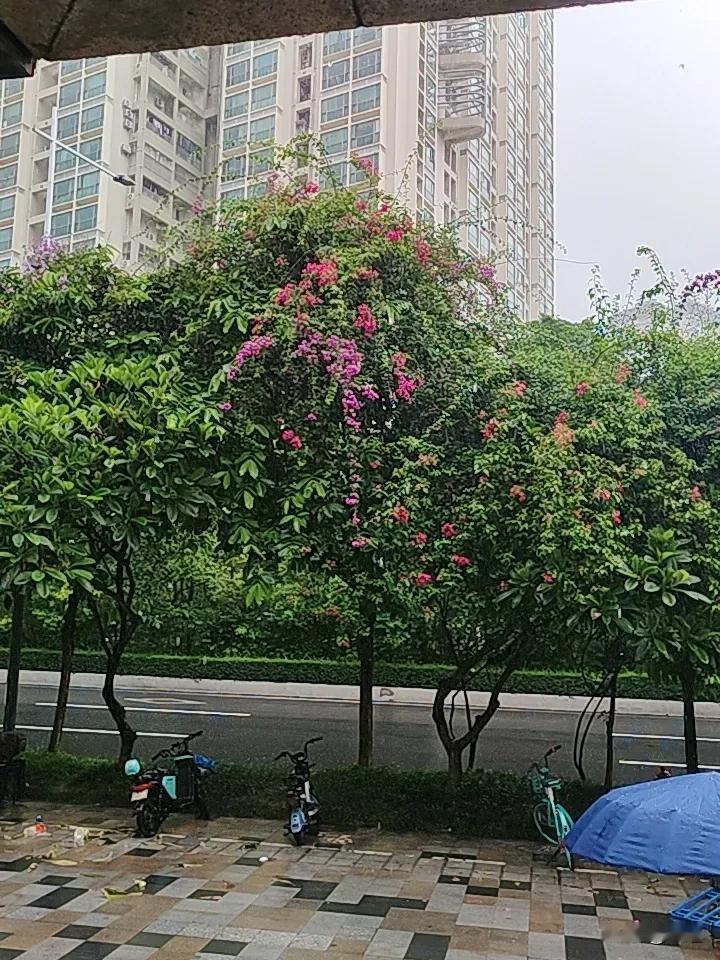 我是万万没想到会下雨呀。
一早上看看窗外，阳光明媚，想着去市场买点菜吧。
去时好