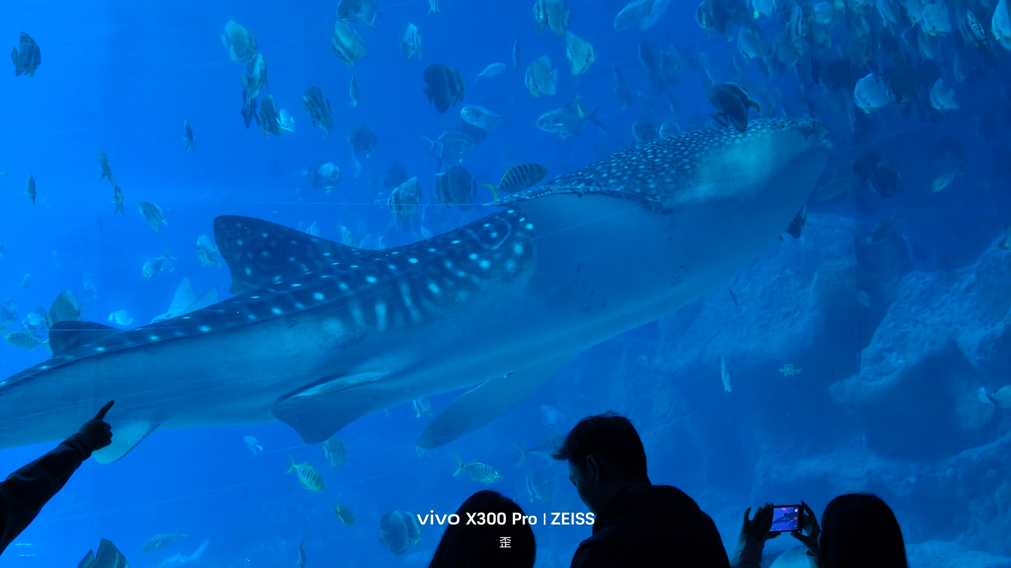 珠海长隆海洋水族馆的这条鱼起码有两米半那么长吧 珠海·长隆海洋王国