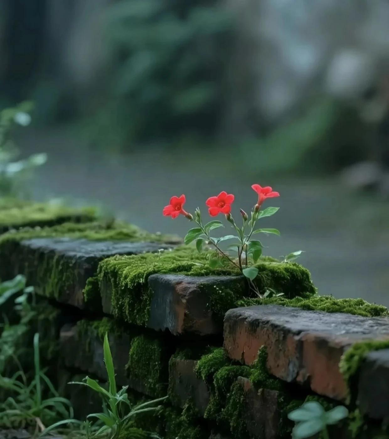 《西江月·劝学》
柳色闲垂有影，桃花久冷无踪。
檐前老燕掠湖东，争把春泥衔送。