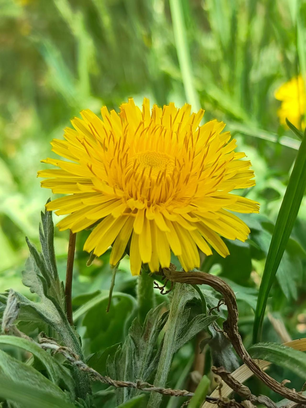 后来 你会发现纯净的爱意和奋不顾身的勇气都是不可再生之物…