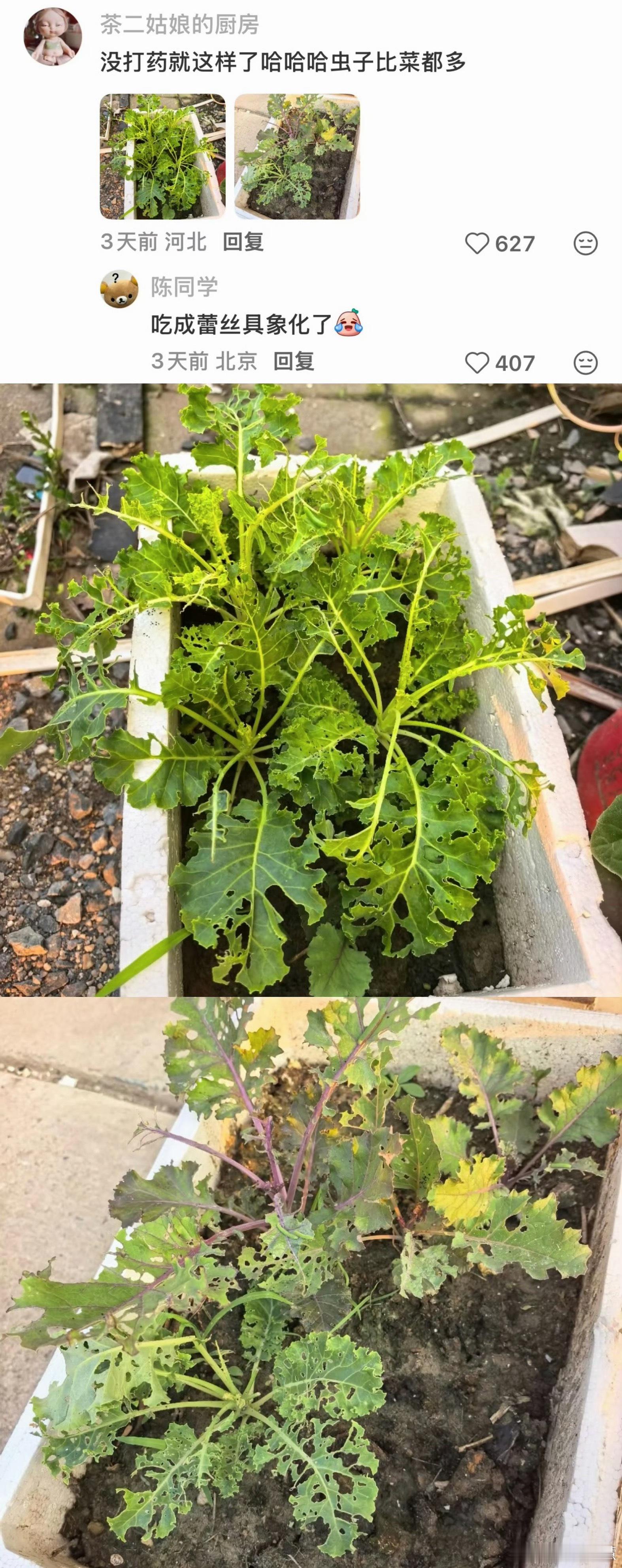 羽衣甘蓝 农药以后喝奶茶再也不敢点羽衣甘蓝的任何东西了[泪][泪][泪] ​​​