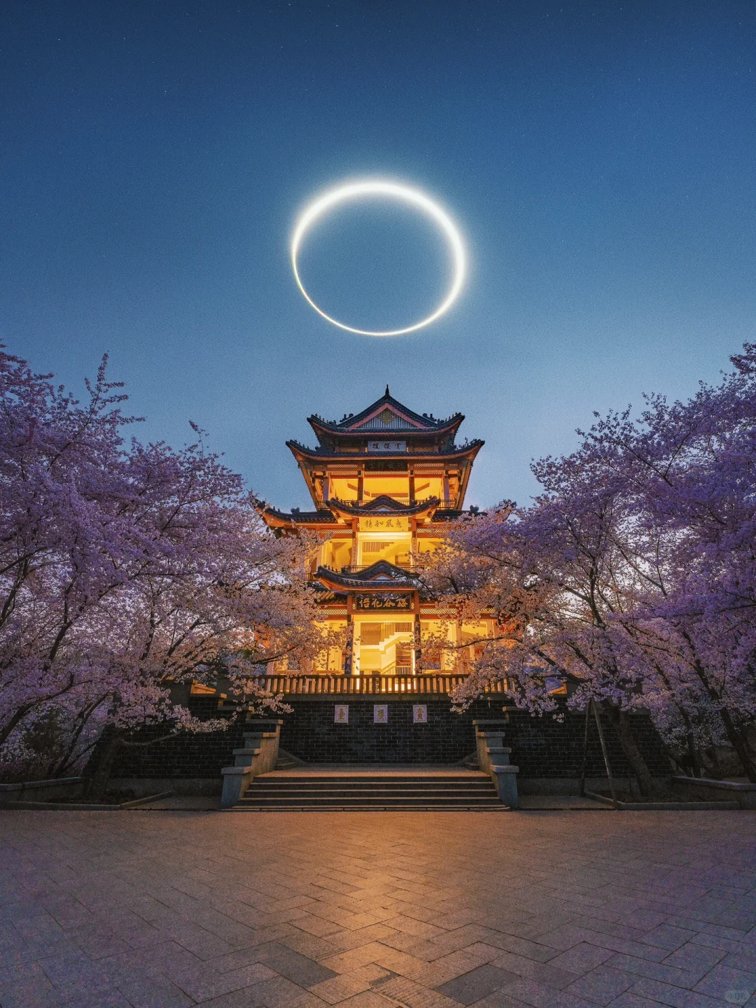 总要去看一次鼋头渚樱花🌸避人流拍照全攻略