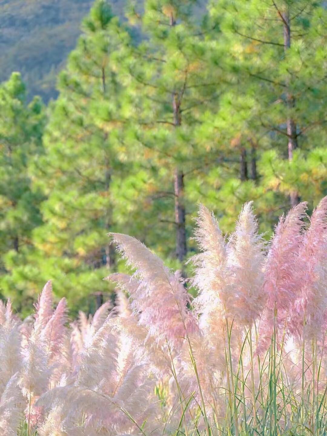 一定要花吗？草不行吗？花儿与少年 蒲苇