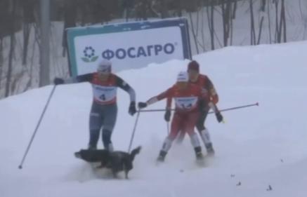 【上周末在南萨哈林斯克举行的俄罗斯滑雪锦标赛上，一只狗撞倒了两名运动员。】