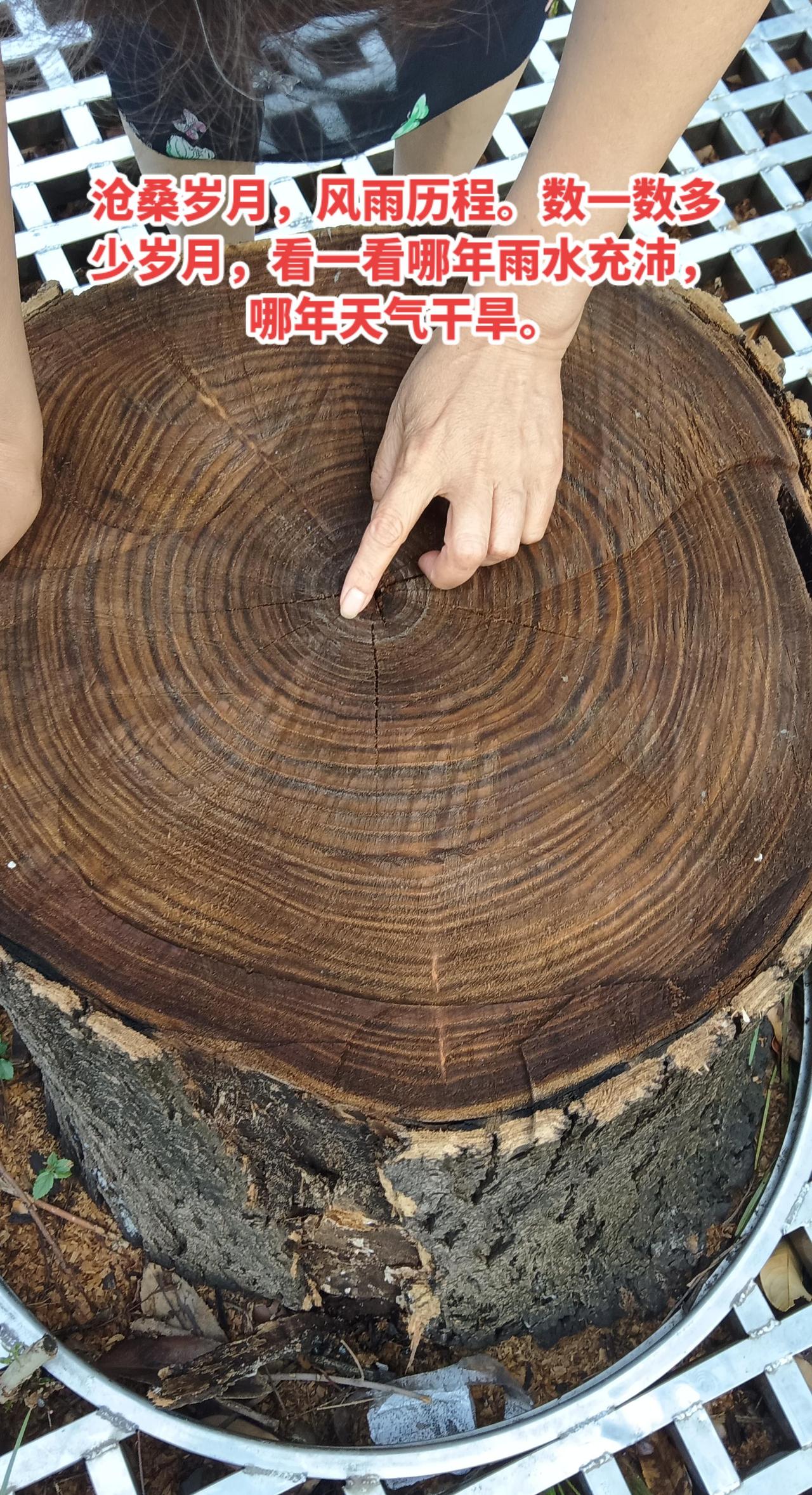 数一数树的年轮。沧桑岁月，风雨历程。原生态触感 编织生活态度 观物求真