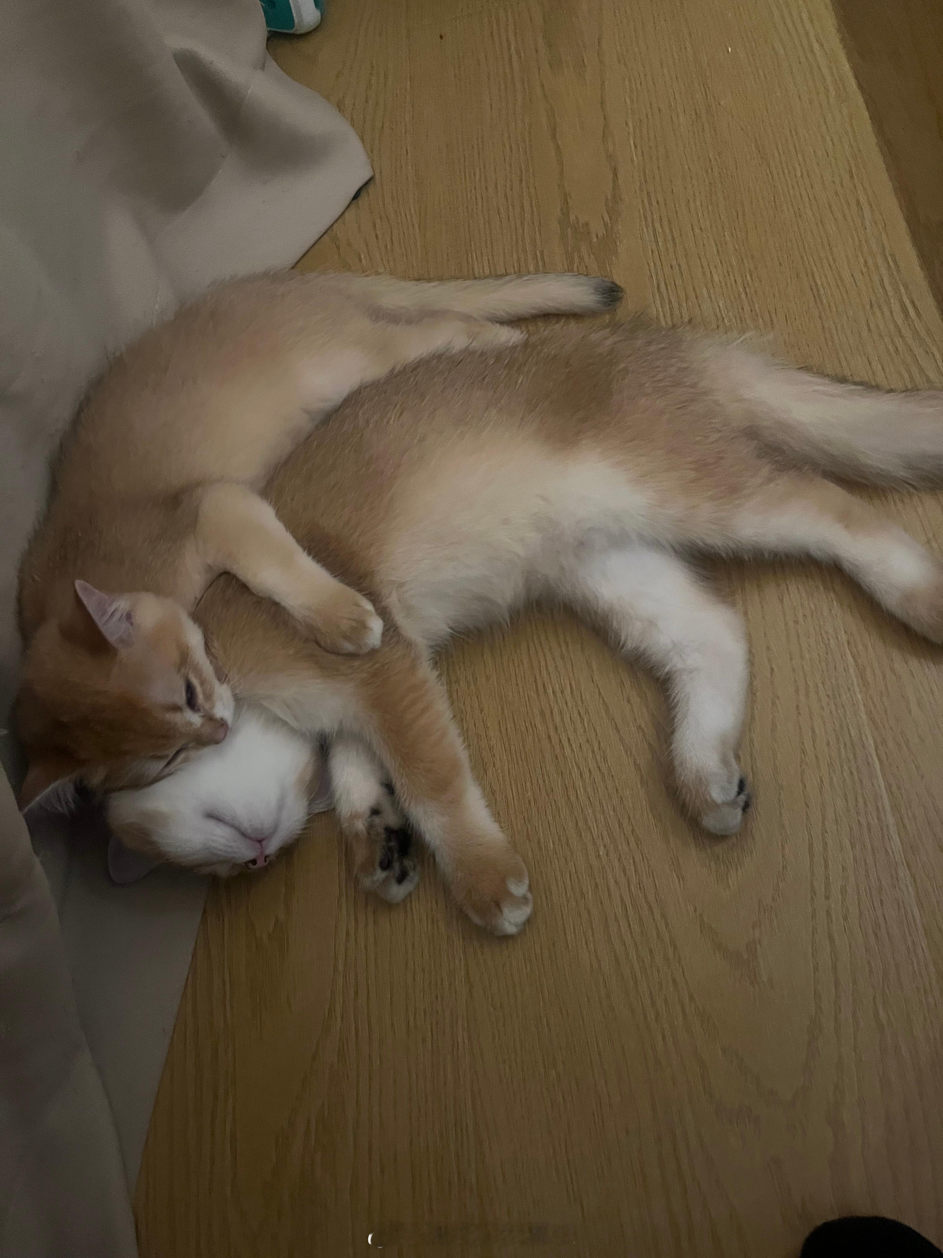 小猫一家拍全家福双胞胎小家伙长大了每天都在认猫🐱 ​​​