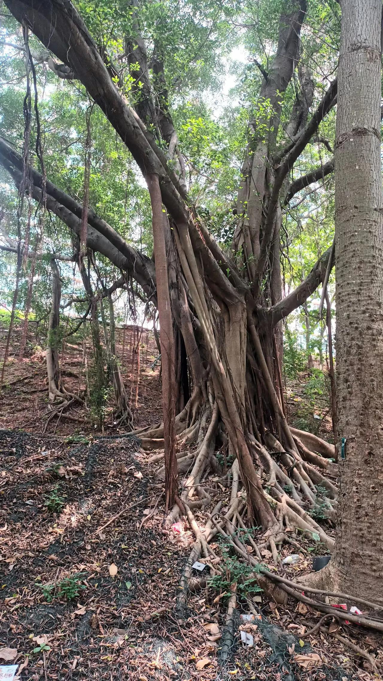 亚热帶气候的香港，树木茂盛，鬚根钻地坚韧无比。
​