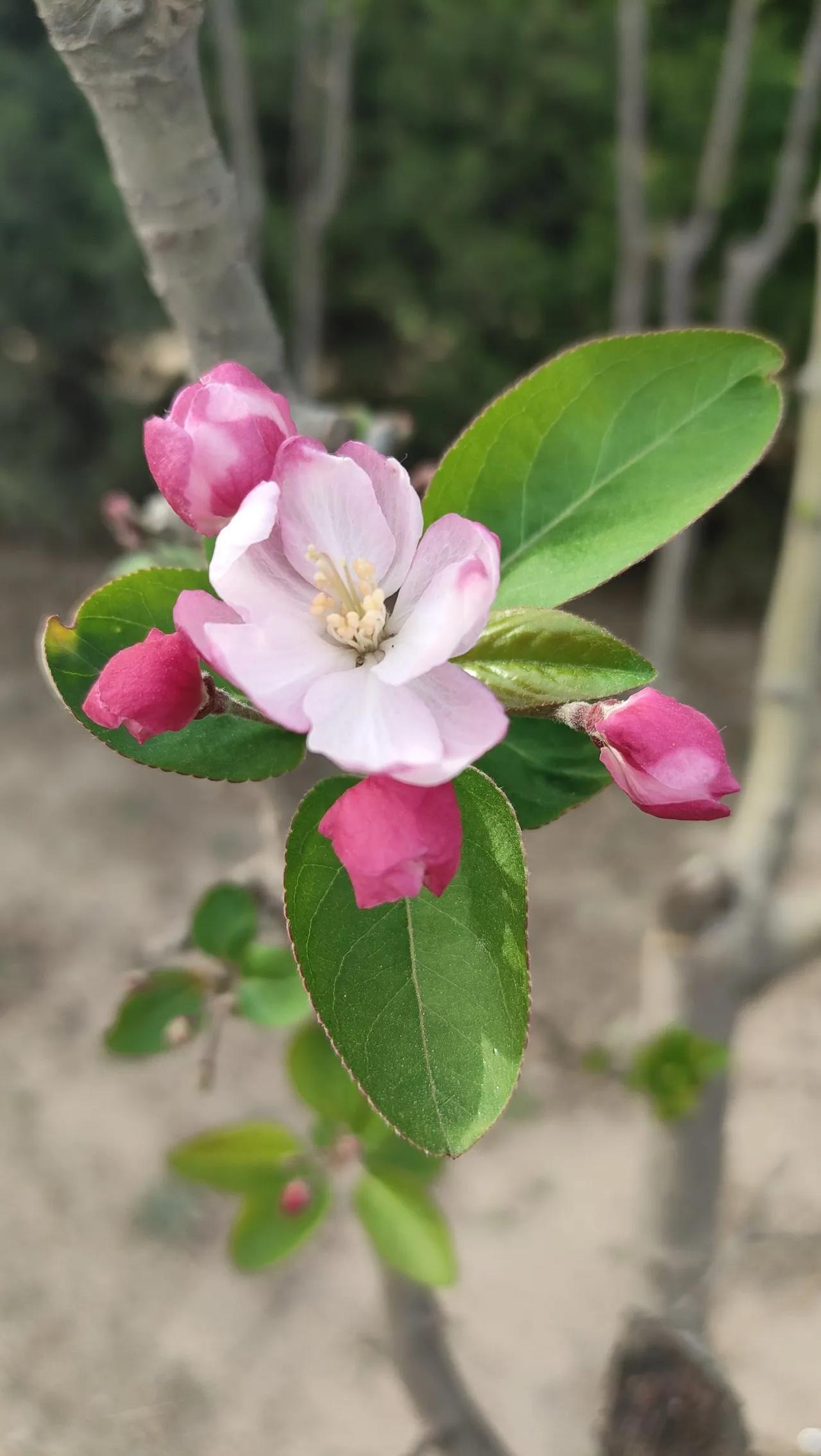 分享你相册里一张带花的照片本周末，天气非常给力，不热不冷，学生也都双休了，所以公