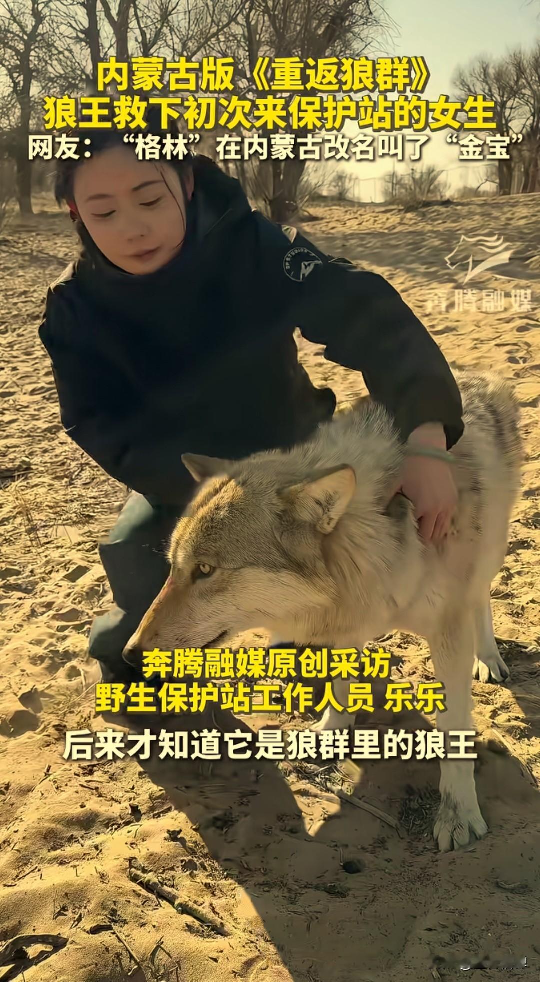 内蒙古版《重返狼群》：狼王救下初到保护站的女生，网友：“格林”在内蒙叫“金宝”