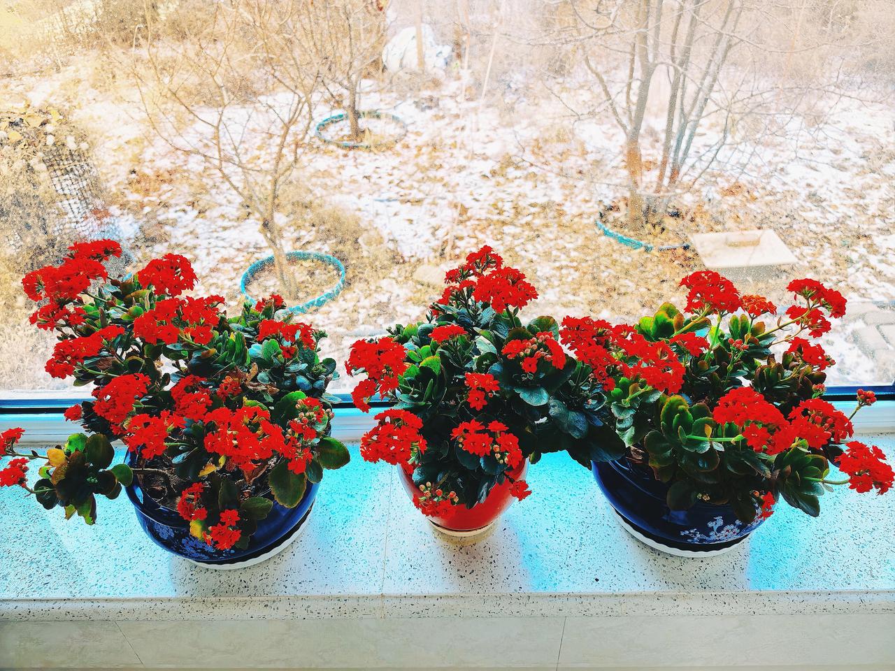 古人将小寒分为三候：“一候雁北乡；二候鹊始巢；三候雉始雊”。小寒节气阳气虽被深寒