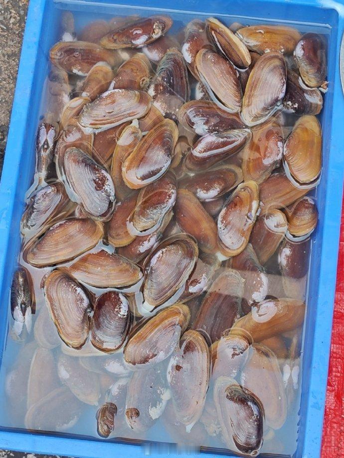 沙螺，某紫蛤，就是古时叫西施舌的其中一种，肉30一斤，不贵。另一种正名就叫西施舌