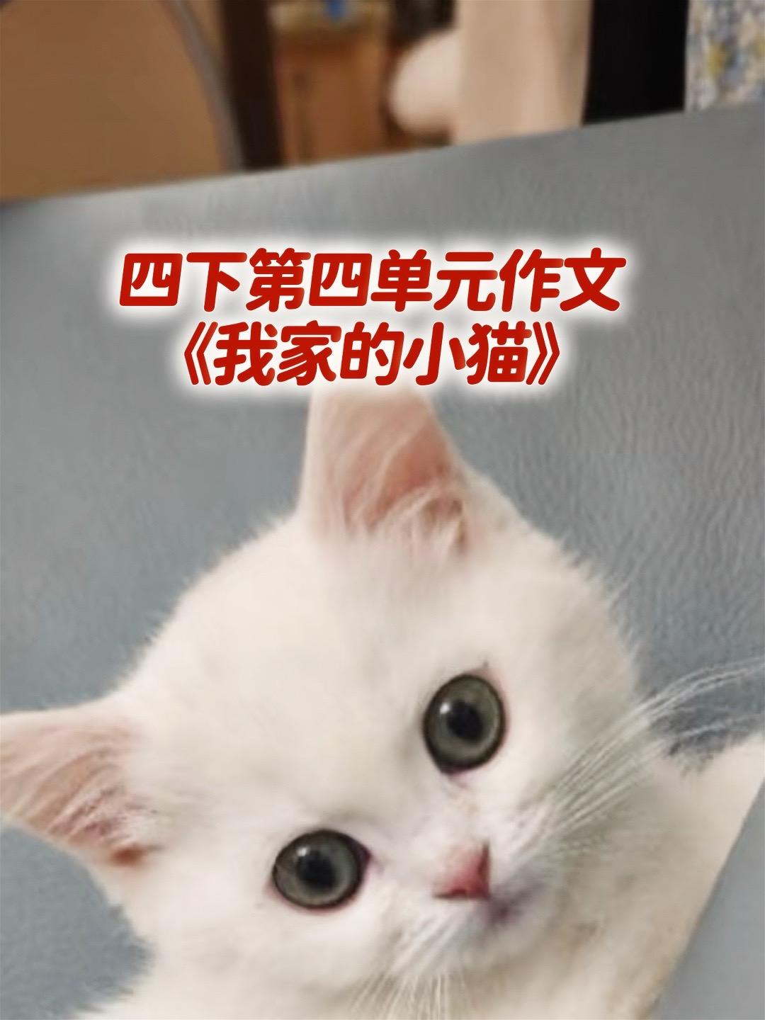 《我家的小猫》 优秀范文。家长必读，小学四年级下册第四单元习作《我的动...