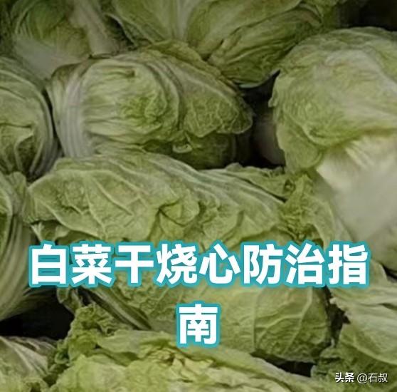 大白菜干烧心，大多是缺钙惹的祸
 
不少新手种菜，白菜看着外面长势挺好，剥开菜球