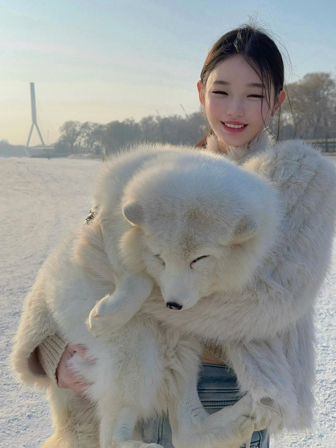 松花江上的大狐狸❄️