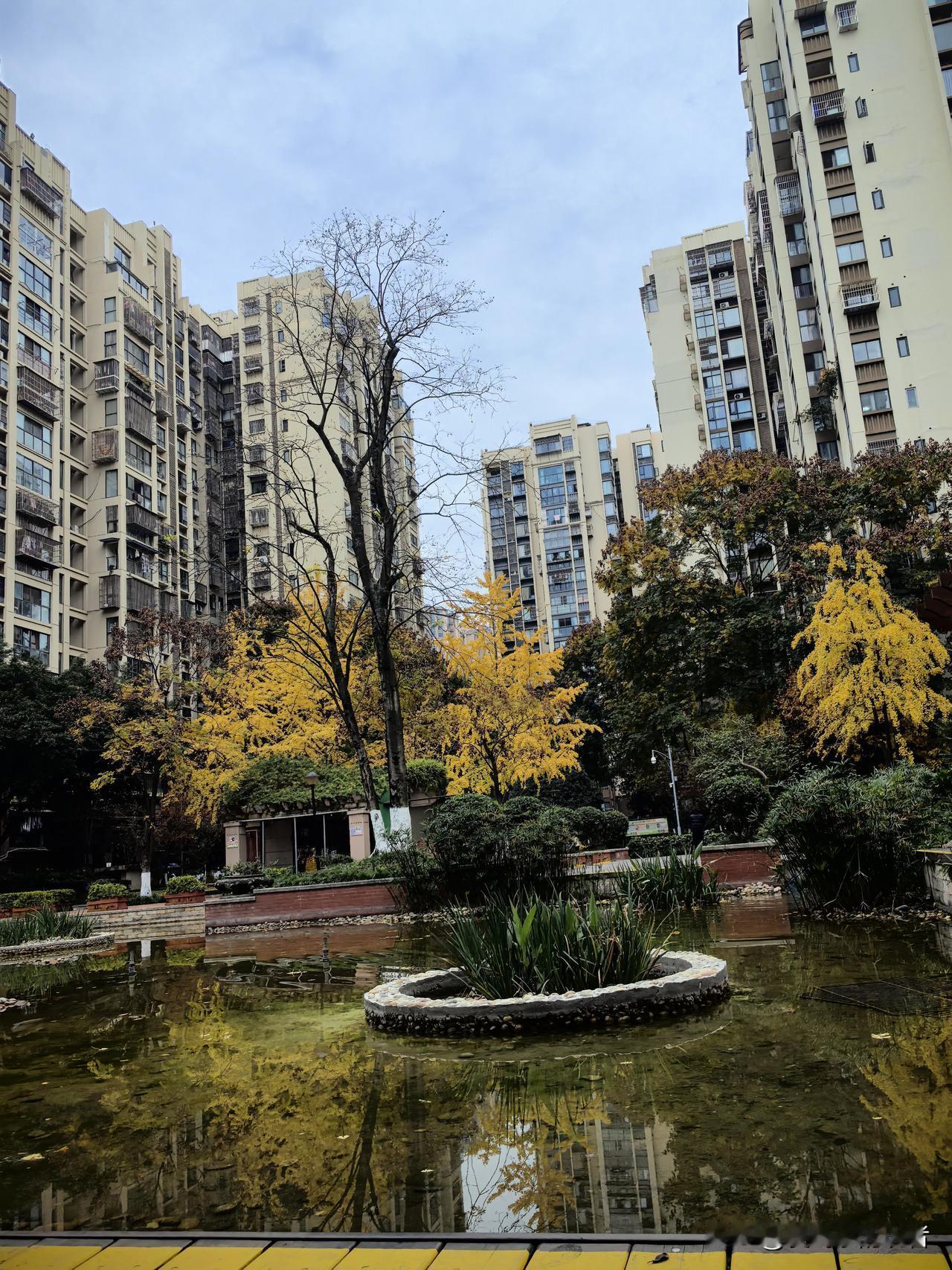 去一个小区看工地，发现这个小区还是非常巴适的，秋意满满的，比教养眼。