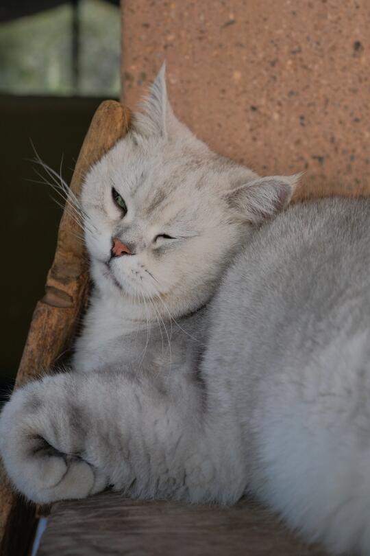 睡扁扁