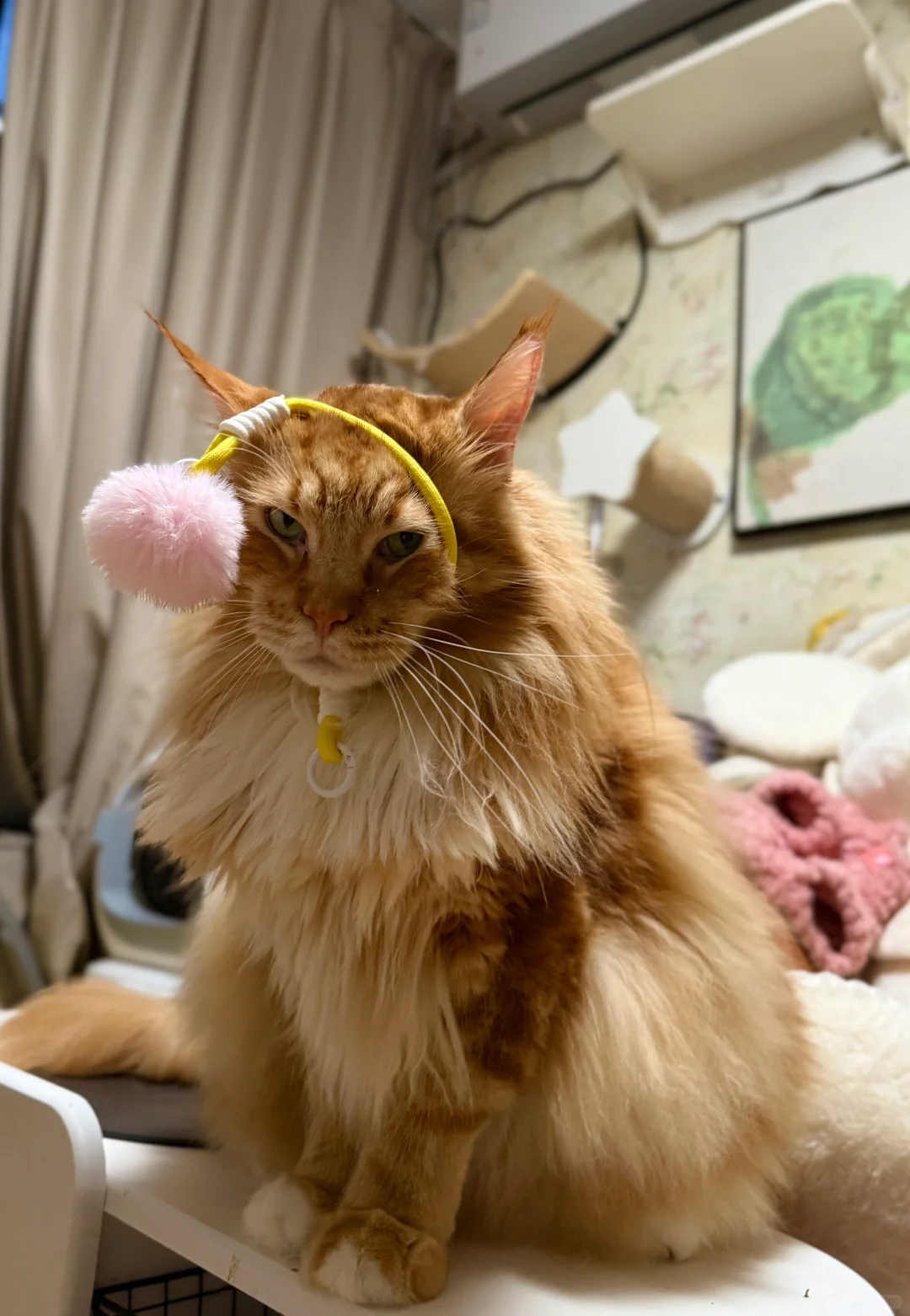 欺负小猫～
