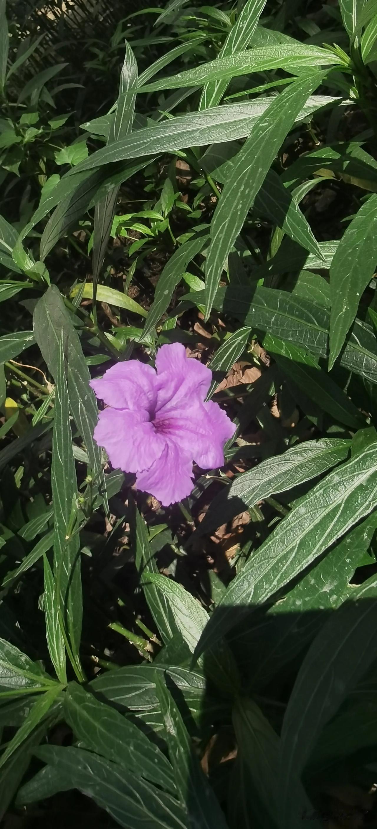 向阳而生的小花！