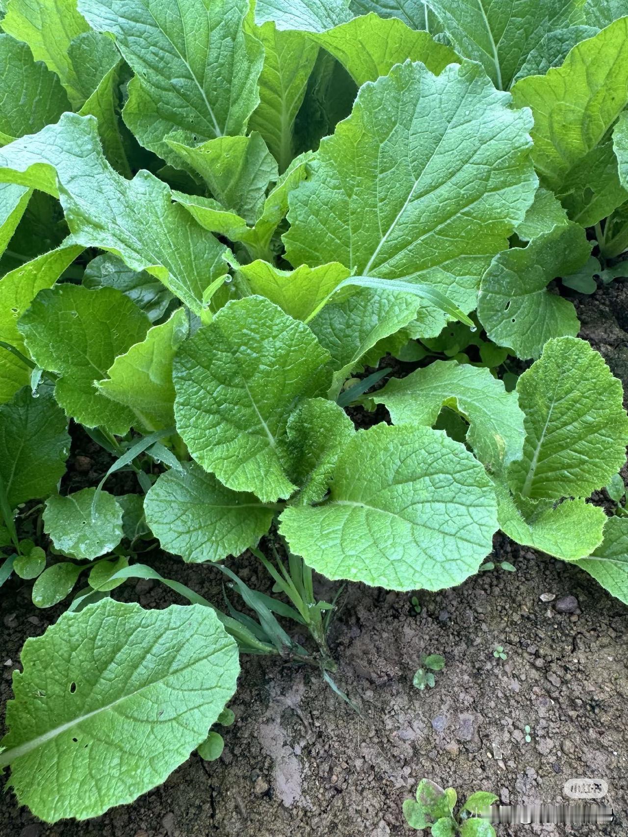 不是小白菜，那它是什么菜？
