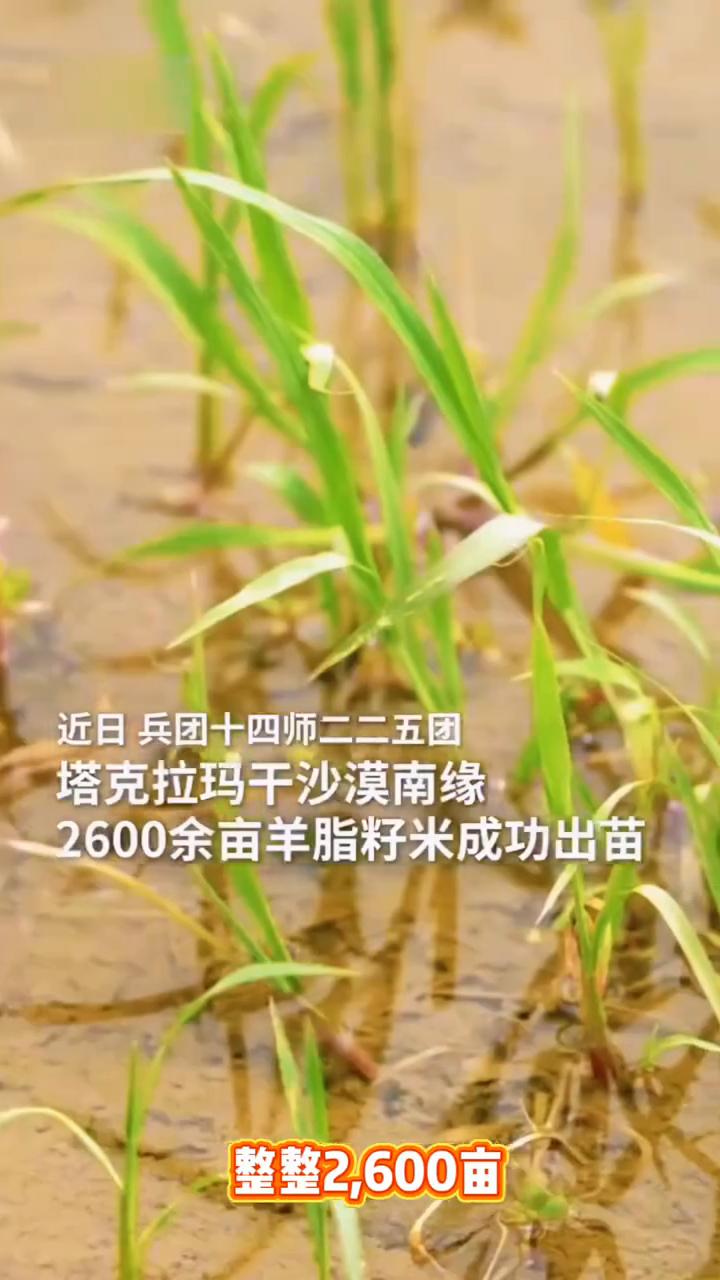 新疆农业奇迹，把沙漠装进碗里。
沙漠里种水稻，对的，你没有听错。20年前这里还是