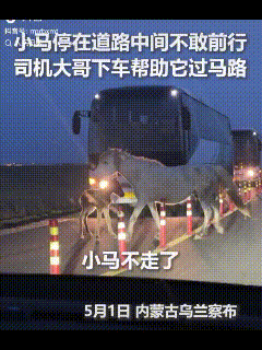 “没想到上人民日报了！”内蒙古乌兰察布，一匹小马和妈妈过马路时，突然停在路中间不